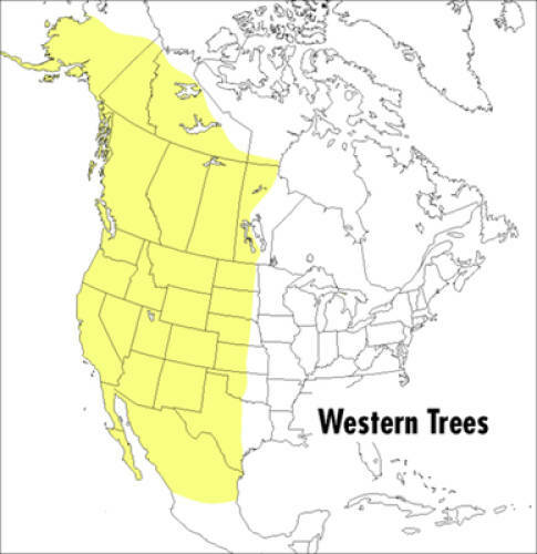 A Field Guide to Western Trees: Western United States and Canada (Peterso – GOOD
