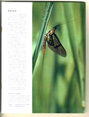 [e2883] 1972 Great World Encyclopedia Split Pages (P925P952 / Dragonflies, Kasam