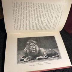 1901 The Animals Of The Bible Gambier Bolton Illustrated Natural History Book