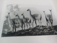 PATAGONIA: IMAGES OF A WILD LAND By David Neilson – Coffee Table Hardcover