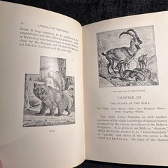 1901 The Animals Of The Bible Gambier Bolton Illustrated Natural History Book