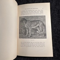 1901 The Animals Of The Bible Gambier Bolton Illustrated Natural History Book