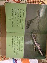 I Can Read Level 2 Ser.: Amazing Sharks! by Sarah L. Thomson (2006, Trade…