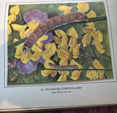 1931 Les Chenilles Léo-Paul Robert Caterpillars Color Plates French Natural