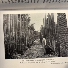 Cactus Culture Vintage 1932HC Book By Ellen D. Schulz