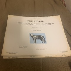 Vintage 1968 The Feline Veterinary Aid Anatomical Transparencies Fromm Labs cat