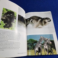 ANIMALS AT PLAY DECEMBER 1994 NATIONAL GEOGRAPHIC MAGAZINE FREE SHIPPING