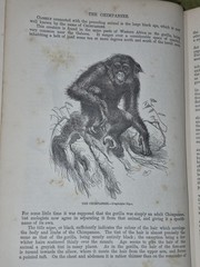Wood’s Illustrated Natural History Mammals Birds Reptile