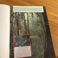 Life In The Rain Forest Melvin Berger Giant Book for Easel Classroom 15×19”