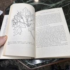 The Joy Of Geraniums Helen Van Pelt Wilson Gardening Vintage Paperback 1968