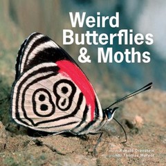 Weird Butterflies and Moths Hardcover Ronald Orenstein