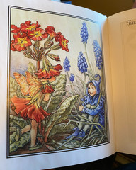 Flower Fairies Library 8 Book Box Set Hardcover Cicely Mary Barker Fairyopolis