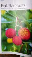 SMALL PAPERBACK BOOK BIRDS & BLOOMS FALL BIRDS OCTOBER/NOVEMBER 2024 ADDITION
