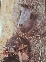 The Marvels of Animal Behavior National Geographic First Edition 1972 VINTAGE
