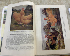 Early Original VINTAGE FRANK FOY & SONS “POULTRY FOR PROFIT” BOOKLET, CHICKENS
