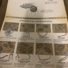 Vintage 1968 The Feline Veterinary Aid Anatomical Transparencies Fromm Labs cat