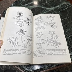 The Joy Of Geraniums Helen Van Pelt Wilson Gardening Vintage Paperback 1968