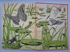 All About the Insect World Ferdinand C Lane 1954 Childrens Illustrated Hardcover