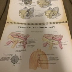 Vintage 1968 The Feline Veterinary Aid Anatomical Transparencies Fromm Labs cat