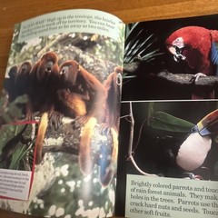 Life In The Rain Forest Melvin Berger Giant Book for Easel Classroom 15×19”