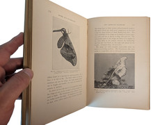 Moths and Butterflies Mary C. Dickerson 200 Photos 1901 HC Entomology Book