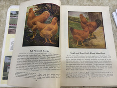 Early Original VINTAGE FRANK FOY & SONS “POULTRY FOR PROFIT” BOOKLET, CHICKENS