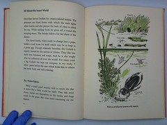 All About the Insect World Ferdinand C Lane 1954 Childrens Illustrated Hardcover