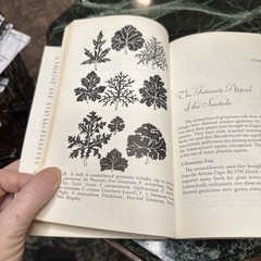 The Joy Of Geraniums Helen Van Pelt Wilson Gardening Vintage Paperback 1968