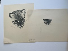 CATS ~ A PORTFOLIO ~ Clare Turlay Newberry ~ 1943 vintage prints x 16