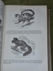 Wood’s Illustrated Natural History Mammals Birds Reptile