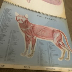 Vintage 1968 The Feline Veterinary Aid Anatomical Transparencies Fromm Labs cat