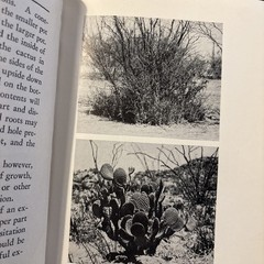 Cactus Culture Vintage 1932HC Book By Ellen D. Schulz