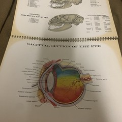 Vintage 1968 The Feline Veterinary Aid Anatomical Transparencies Fromm Labs cat