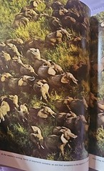 The Marvels of Animal Behavior National Geographic First Edition 1972 VINTAGE