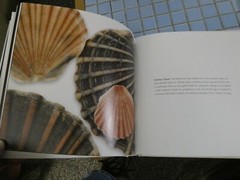 seashells h/c d/c illustrated 143 pages photos josie iselin text sandy carlson