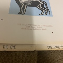 Vintage 1968 The Feline Veterinary Aid Anatomical Transparencies Fromm Labs cat
