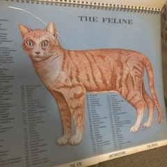 Vintage 1968 The Feline Veterinary Aid Anatomical Transparencies Fromm Labs cat