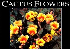 Cactus Flowers (Postcard Books) – Paperback, by Jeff Nicholas – Very Good