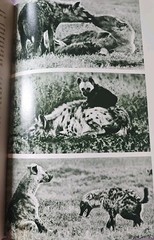 The Marvels of Animal Behavior National Geographic First Edition 1972 VINTAGE