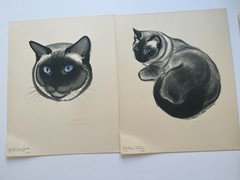 CATS ~ A PORTFOLIO ~ Clare Turlay Newberry ~ 1943 vintage prints x 16