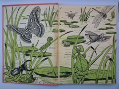 All About the Insect World Ferdinand C Lane 1954 Childrens Illustrated Hardcover