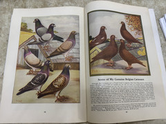 Early Original VINTAGE FRANK FOY & SONS “POULTRY FOR PROFIT” BOOKLET, CHICKENS