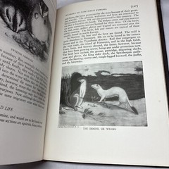 University of Knowledge Book Trailing Animals Around the World 1938 Chicago USA