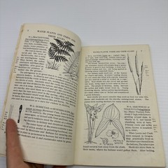 Common Edible and Useful Plants of the West Muriel Sweet c1962 PB 116 Plants