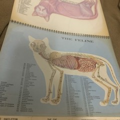 Vintage 1968 The Feline Veterinary Aid Anatomical Transparencies Fromm Labs cat