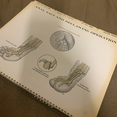 Vintage 1968 The Feline Veterinary Aid Anatomical Transparencies Fromm Labs cat