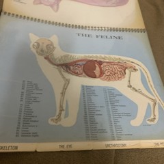 Vintage 1968 The Feline Veterinary Aid Anatomical Transparencies Fromm Labs cat