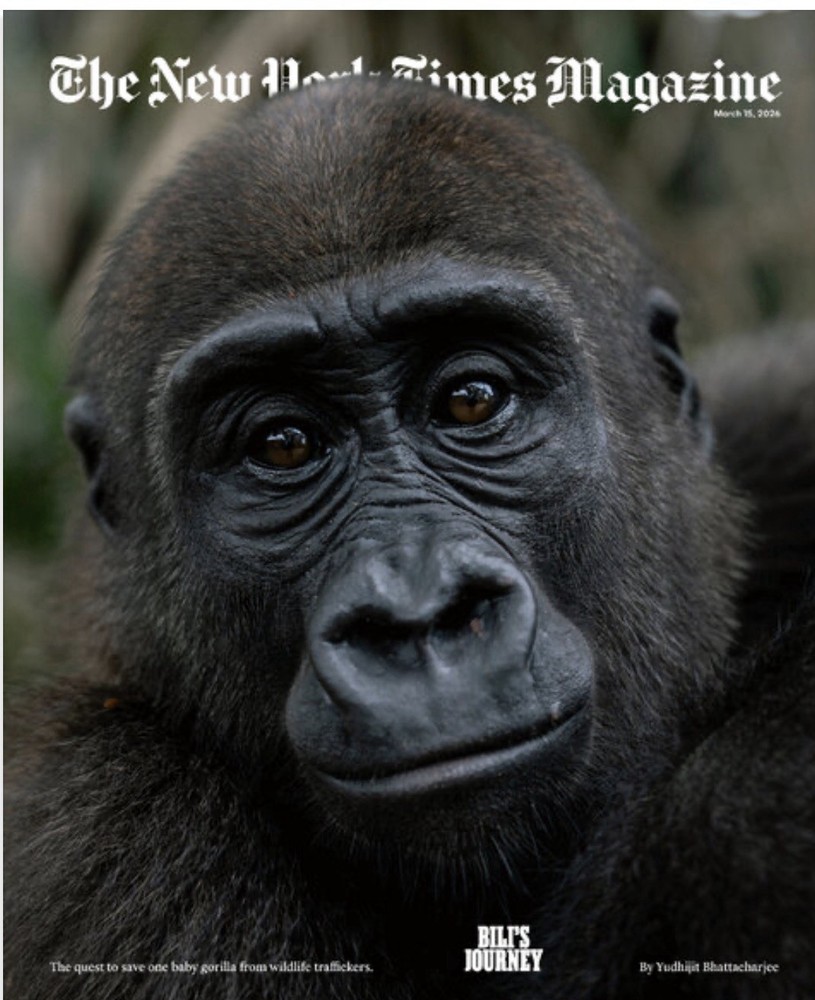 New York Times Magazine March 15 2026 Bili’s Journey Baby Gorilla Stephen Grosz