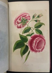 THE LADIES WREATH Antique Victorian Gift Book COLOR PLATES Fine Leather Binding