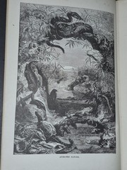 Wood’s Illustrated Natural History Mammals Birds Reptile